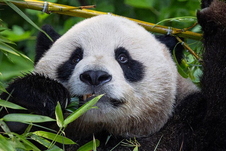 サンディエゴ(カリフォルニア州)のおすすめツアー&体験 10 San Diego Zoo 1-Day Pass: Any Day Ticket