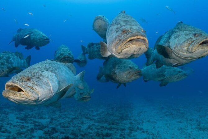 Die besten Touren und Erlebnisse in Jupiter, Florida 11 Scuba Diving Charters in Jupiter Florida
