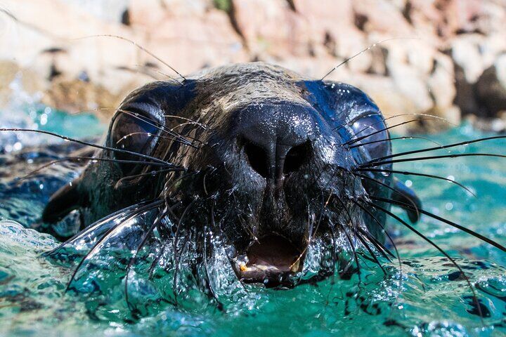 Best Tours & Experiences in Plettenberg Bay 12 Seal Swimming Activity in Plettenberg Bay