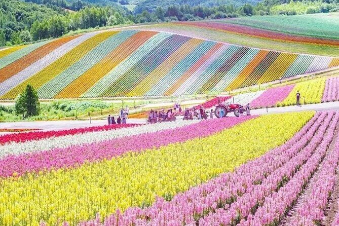 Die besten Touren und Erlebnisse in Sapporo 18 Shikisai No Oka Furano Biel Blue Pond Tour from Sapporo Lunch
