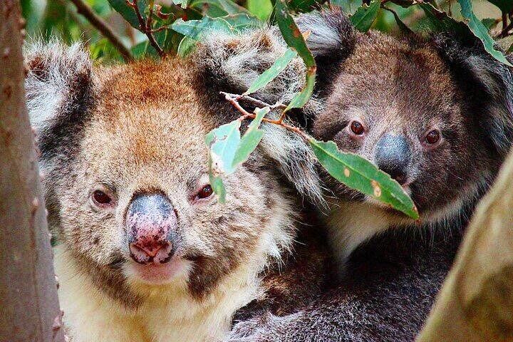 Best Tours & Experiences in Kangaroo Island 13 Small-Group Buggy Tour at Little Sahara with Guide
