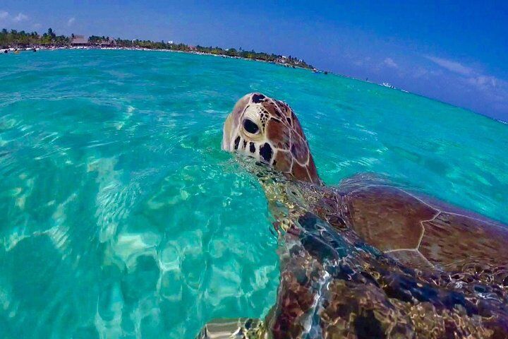 セント・トーマスのおすすめツアー&体験 12 Snorkel St. John Tour from Sapphire and Margaritaville