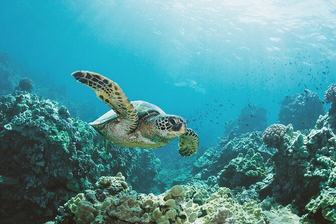 Best Tours & Experiences in Waimanalo Oahu 21 Snorkel Tours Sunset Cruises Private Charters - Waimanalo Oahu