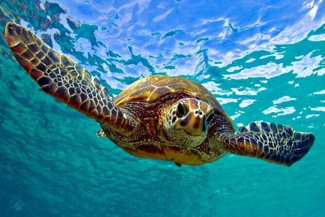 セント・トーマスのおすすめツアー&体験 18 Snorkeling with Sea Turtles St Thomas