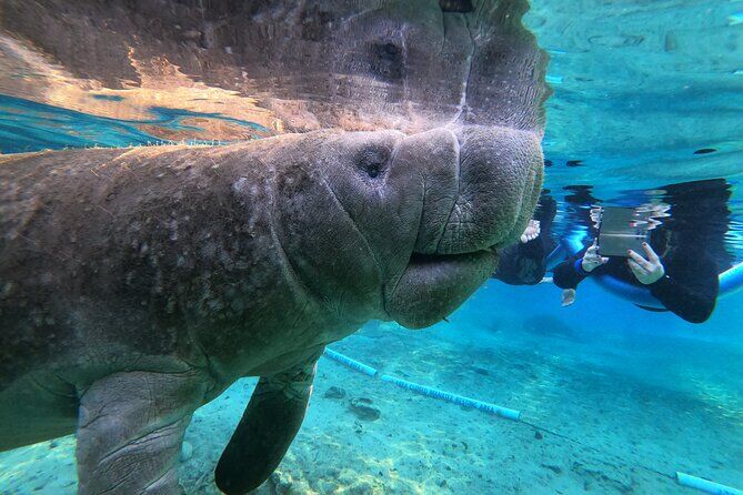 Swim with Manatees - Crystal River Florida