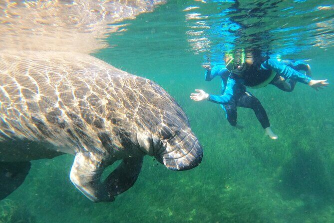 Swim with Manatees Tour in Crystal River - Crystal River Florida