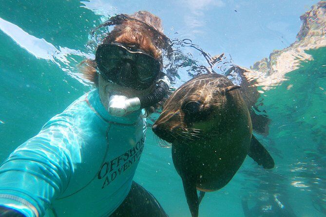 Best Tours & Experiences in Plettenberg Bay 17 Swim with Seals