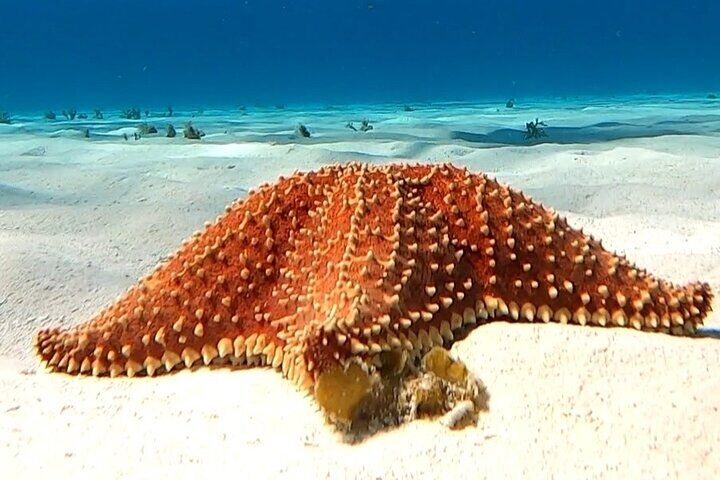 Best Tours & Experiences in Cozumel 13 The Cozumel Turtle Sanctuary Snorkel Tour