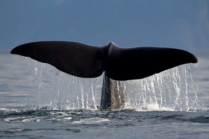 Tromso Whale Safari
