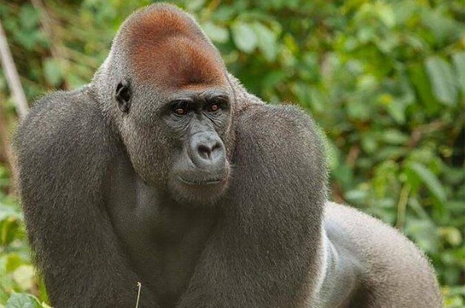 Visit the Ebogo Site and Mefou Park from Yaounde