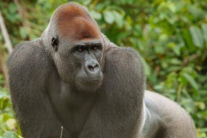 Visit the Ebogo site and Méfou Park from Yaoundé
