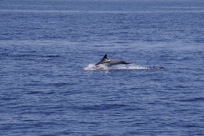 Whale and Dolphin Observation on Electric Sailing Boat in Denia