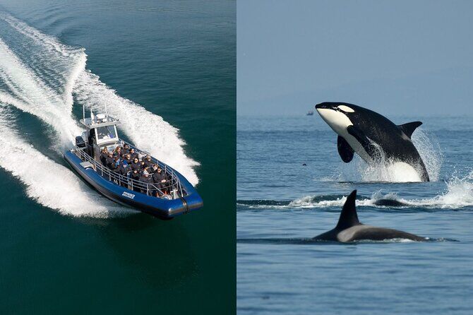 Whale and Wildlife Adventure - Bellingham Washington