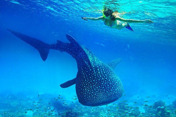 Best Tours & Experiences in Cebu 10 Whale Shark & Tumalog Falls & Sumilon Sandbar & Pescador Island with Sardines