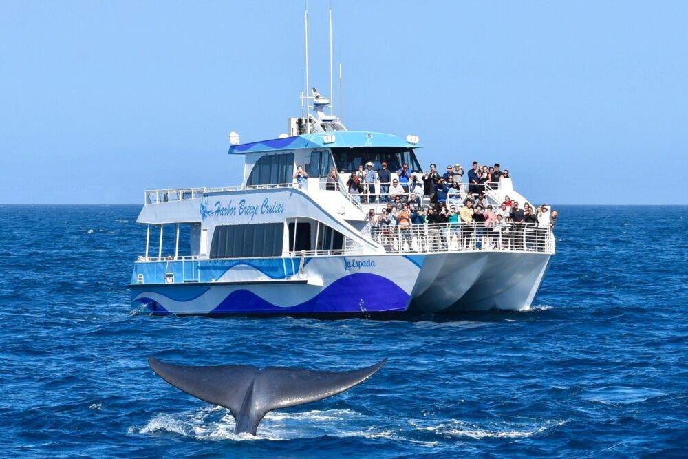Whale Watching from Long Beach