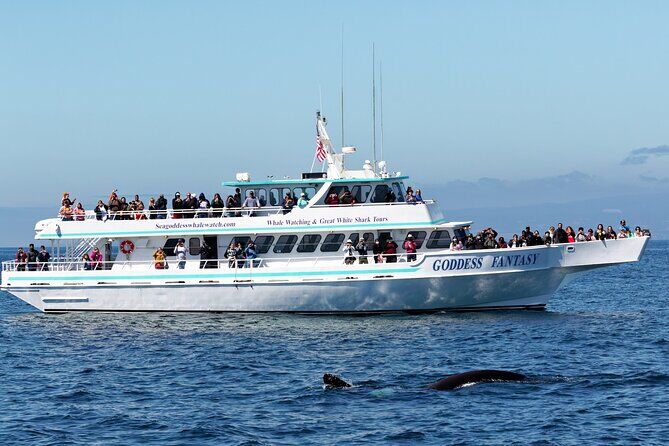 Whale Watching Monterey Bay - Monterey California