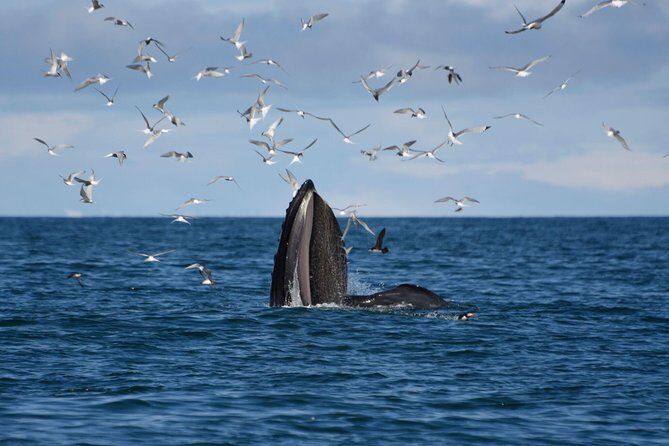 Whale Watching Tour from Reykjavik Old Harbour