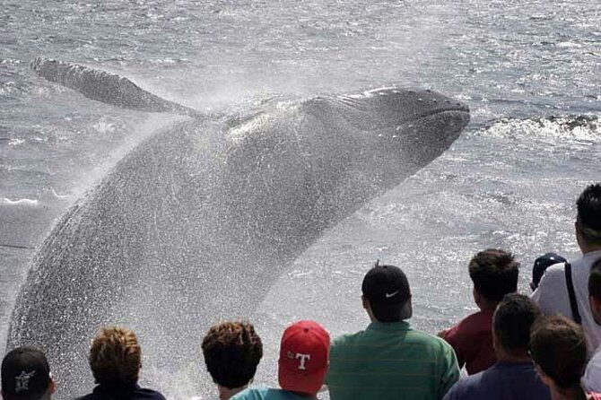 Whale Watching Tour in Gloucester