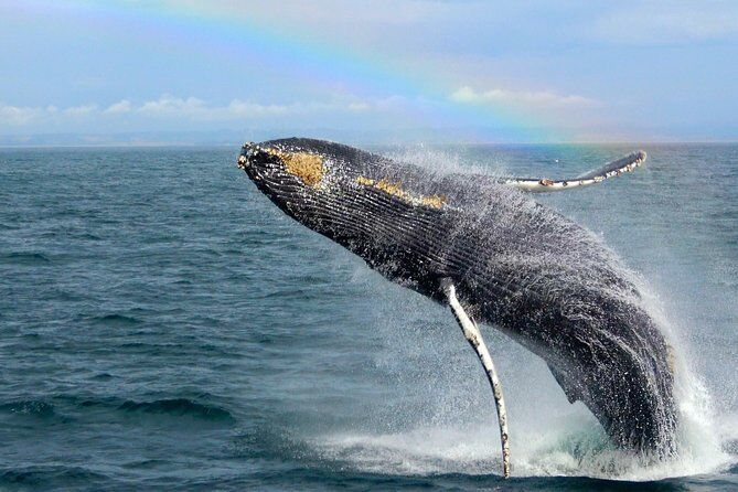 Whale Watching Tour - Monterey California