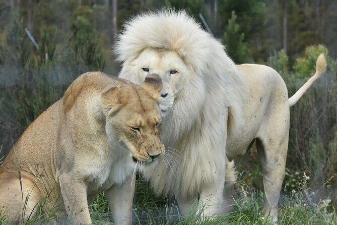 Best Tours & Experiences in Plettenberg Bay 16 Wild Cat Experience Tour