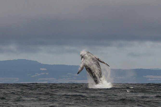 Wildlife Encounter on Monterey Bay - Santa Cruz California
