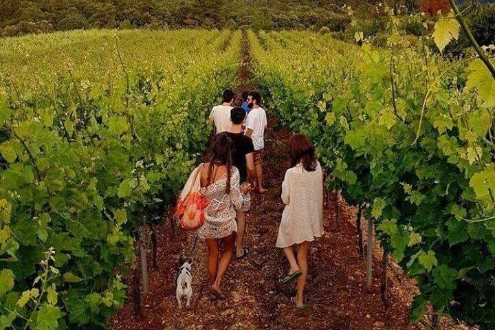 Best Tours & Experiences in Vieste Gargano Italy 11 Wine tasting in Vieste