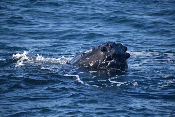 Best Tours & Experiences in Hanalei Kauai 25 Winter Whale Watching Adventure - Hanalei Kauai