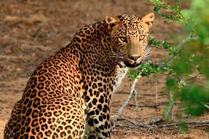 Best Tours & Experiences in Galle 16 Yala Safari Day Trip from Galle Unawatuna and Surroundings All Inclusive